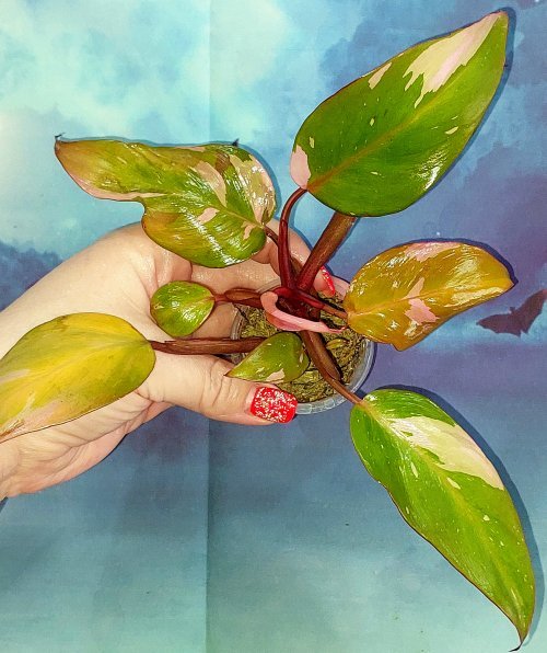 Philodendron Persimmon Princess