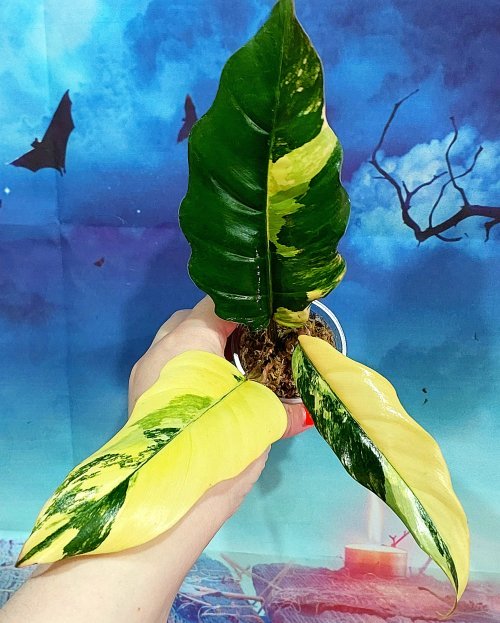 Philodendron Caramel Marble