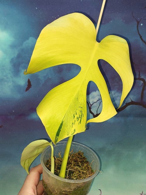 Monstera Light Lime (Green Bone)