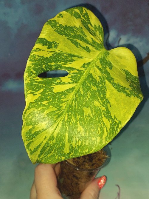 Monstera Electro Light