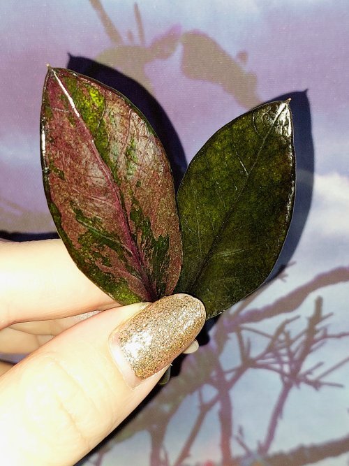 Zamioculcas Black Pink