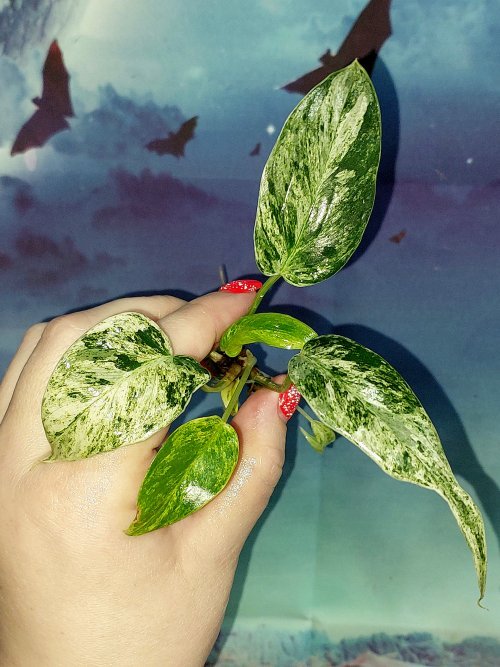 Philodendron Giganteum Variegated