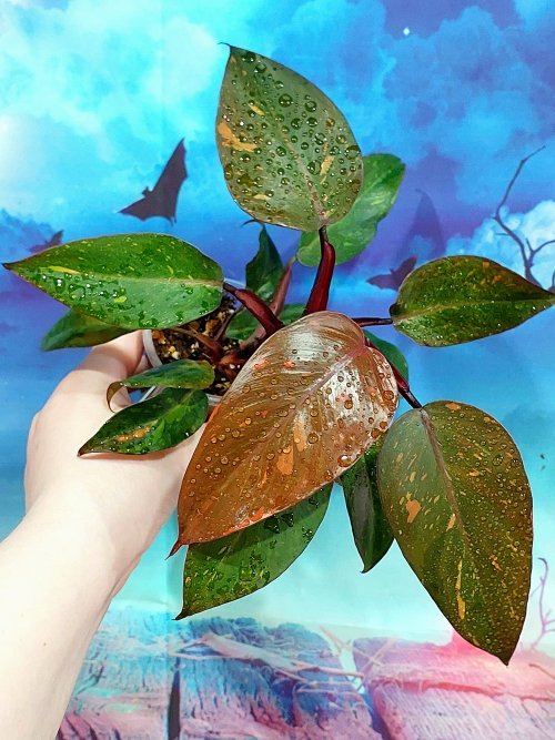 Philodendron Orange Princess