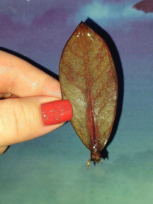 Zamioculcas Black Pink