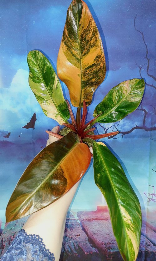 Philodendron Imperial Red Variegated