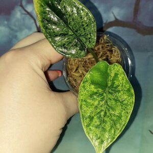 Alocasia Dragon Scale Mint
