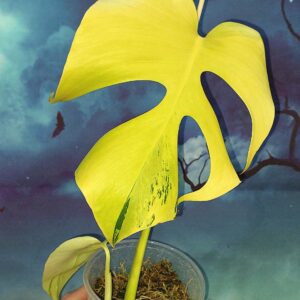 Monstera Light Lime (Green Bone)