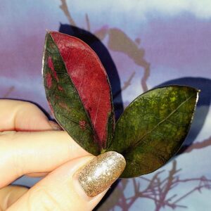 Zamioculcas Black Pink