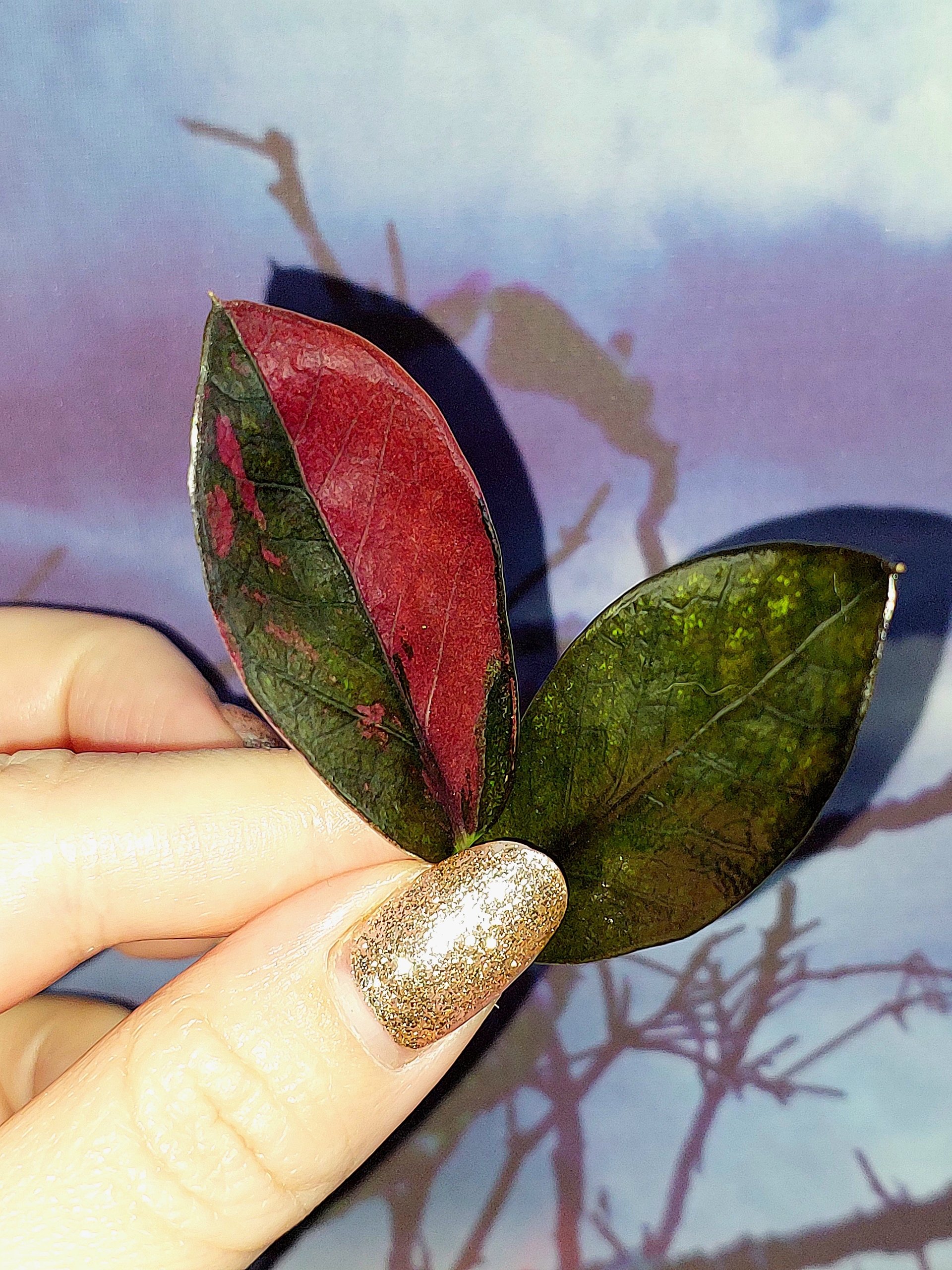 Zamioculcas Black Pink