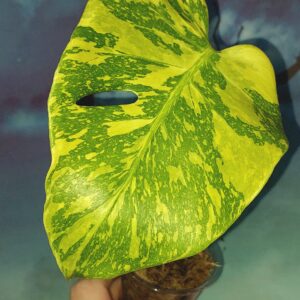 Monstera Electro Light
