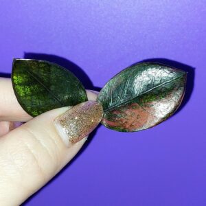 Zamioculcas Black Pink