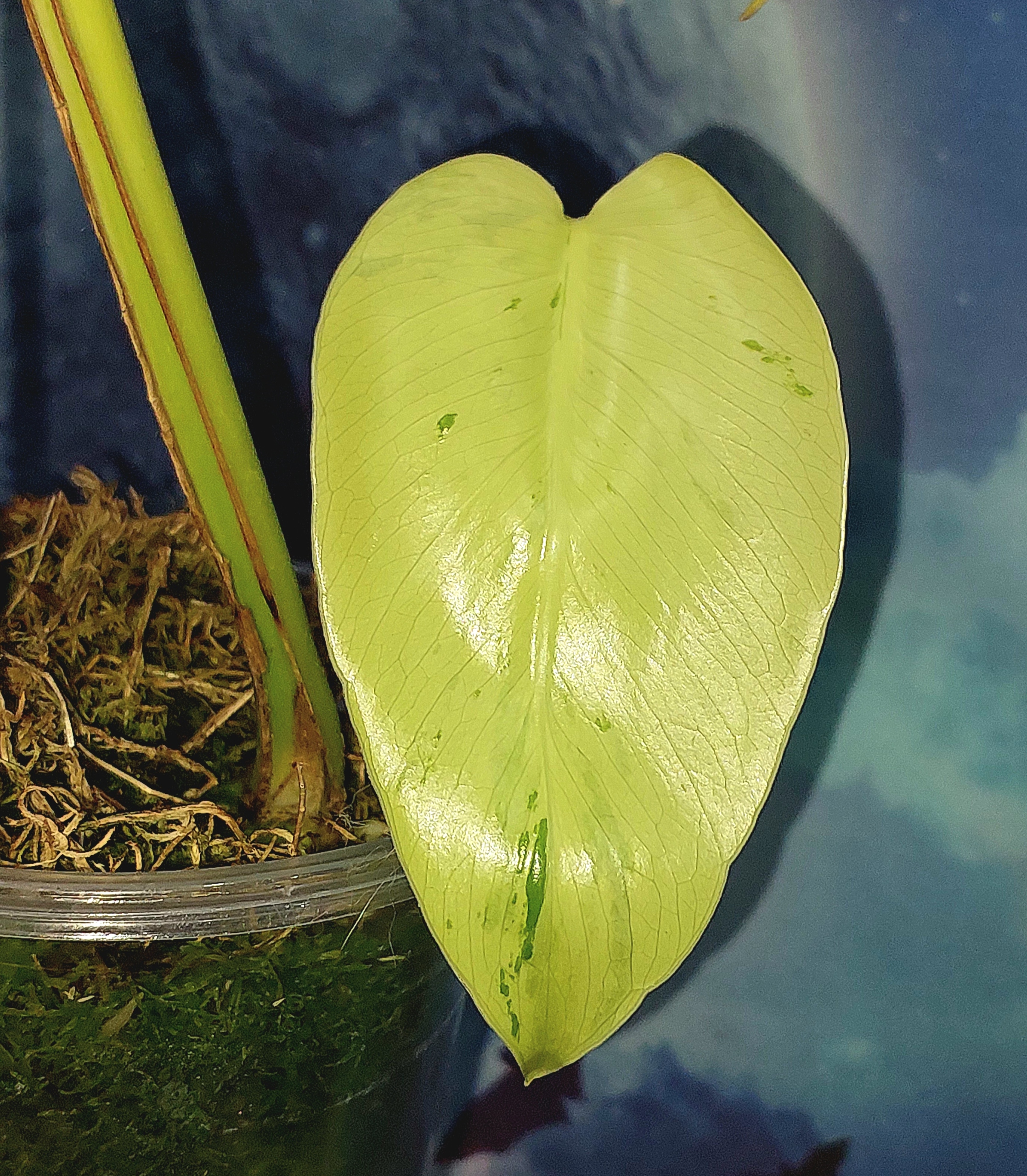 Monstera Light Lime (Green Bone)