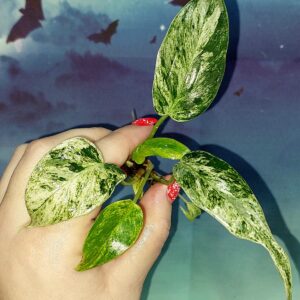 Philodendron Giganteum Variegated