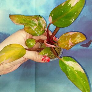 Philodendron Persimmon Princess