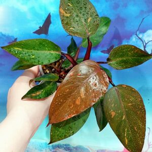 Philodendron Orange Princess