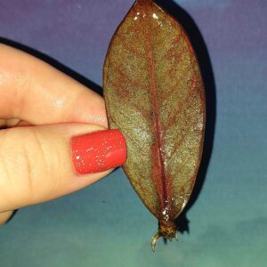 Zamioculcas Black Pink