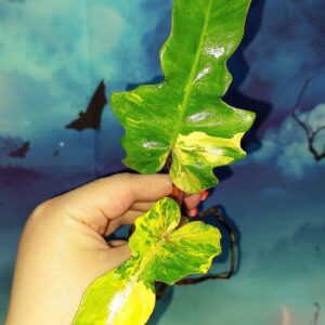 Philodendron Florida x Mayoi variegated