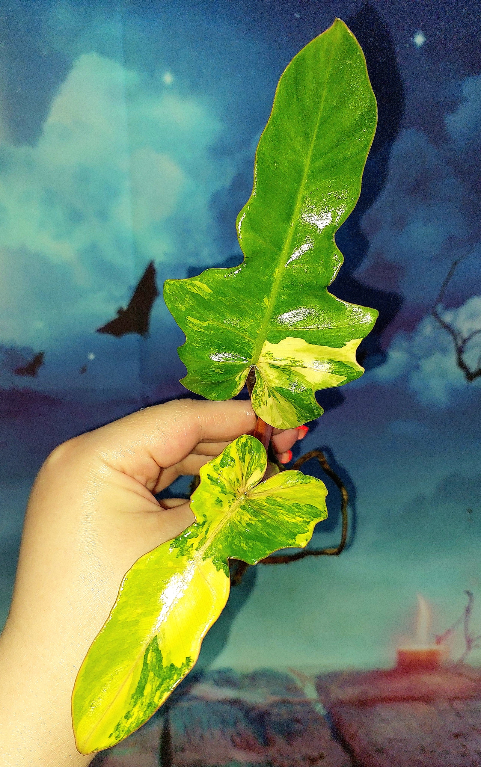 Philodendron Florida x Mayoi variegated