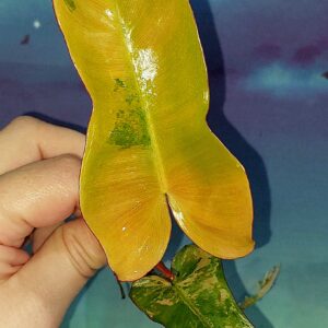 Philodendron Brown Beauty