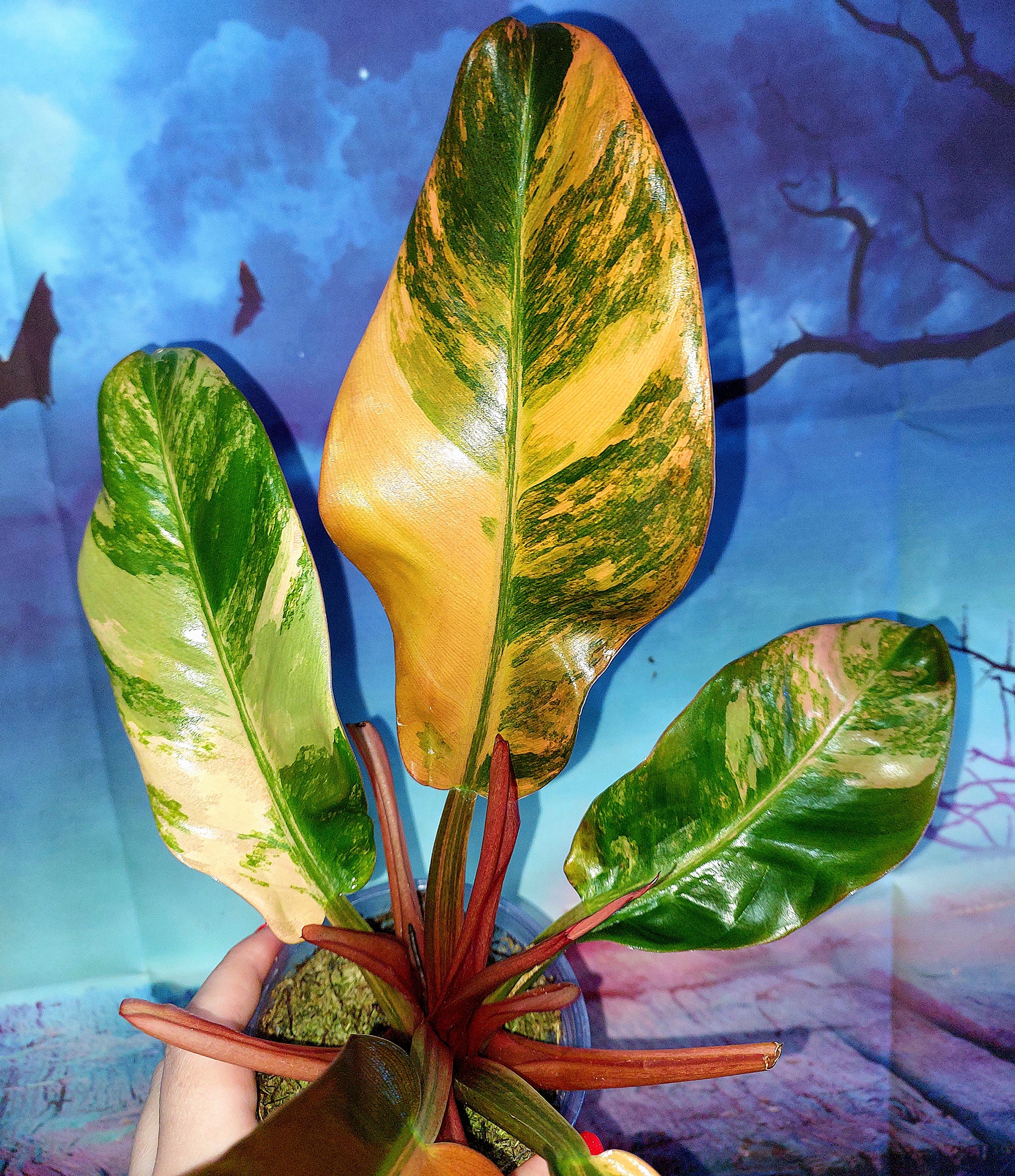 Philodendron Imperial Red Variegated