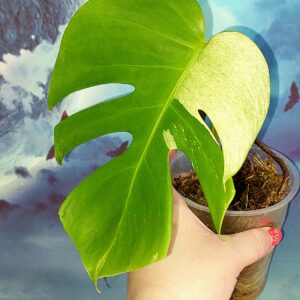 Monstera Mint
