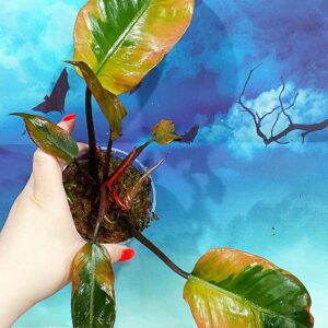 Philodendron Black Cardinal Variegated