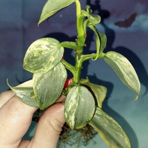 Philodendron hastatum Silver Sword variegata
