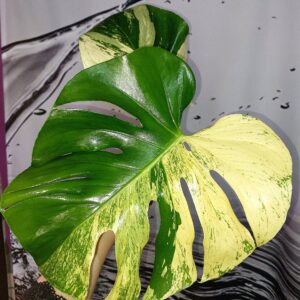 Monstera White Tears