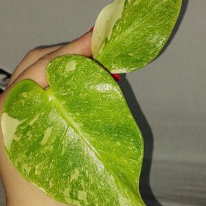 Monstera Platinum