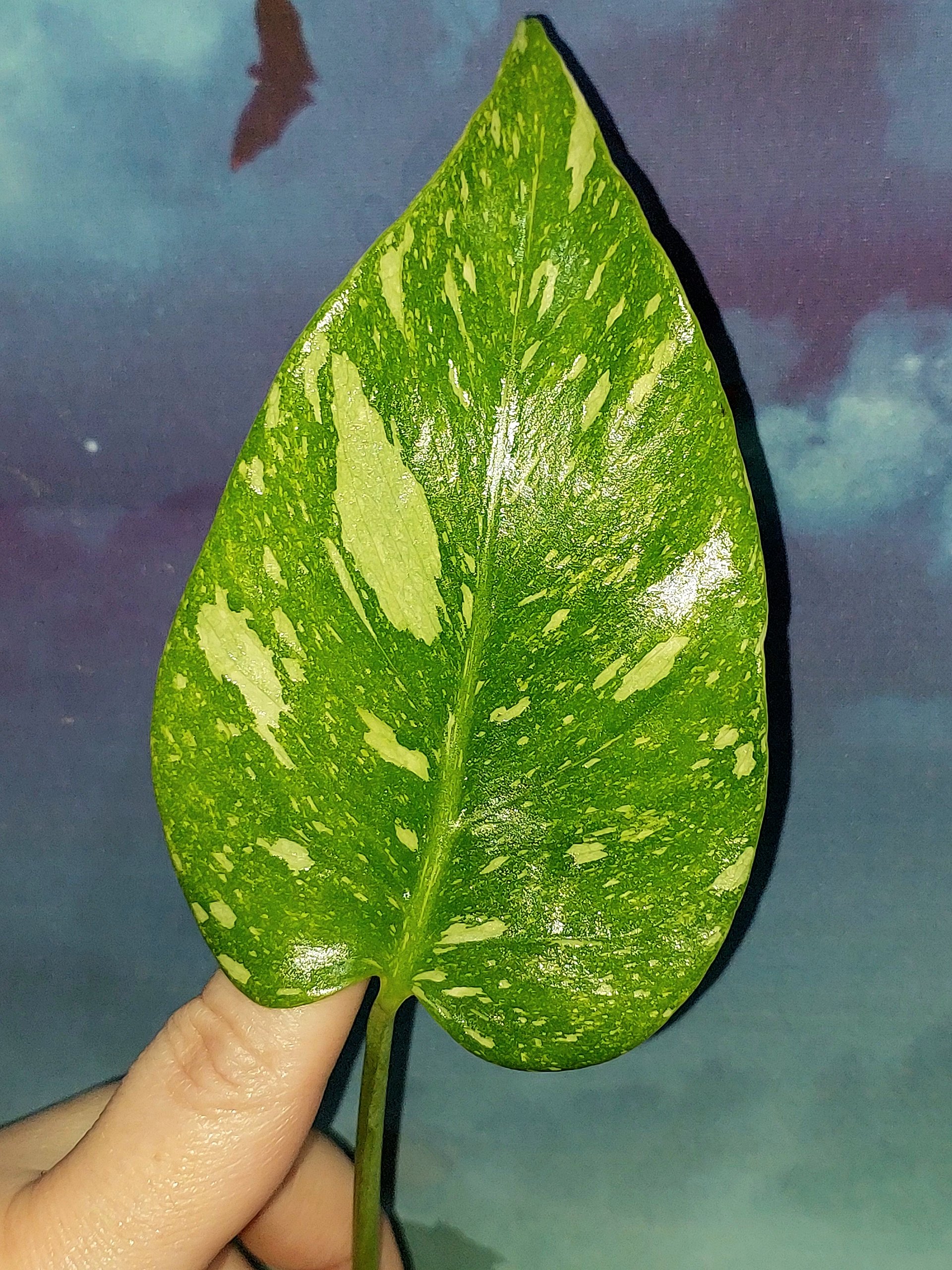 Monstera Green Snow