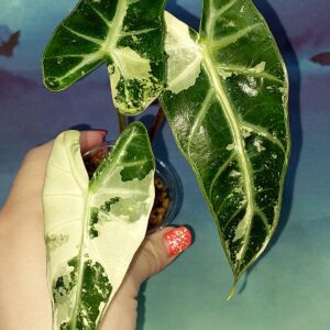 Alocasia Bambino Pink Variegated