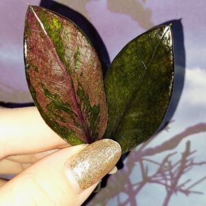 Zamioculcas Black Pink