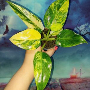 Philodendron Yellow Princess tricolour