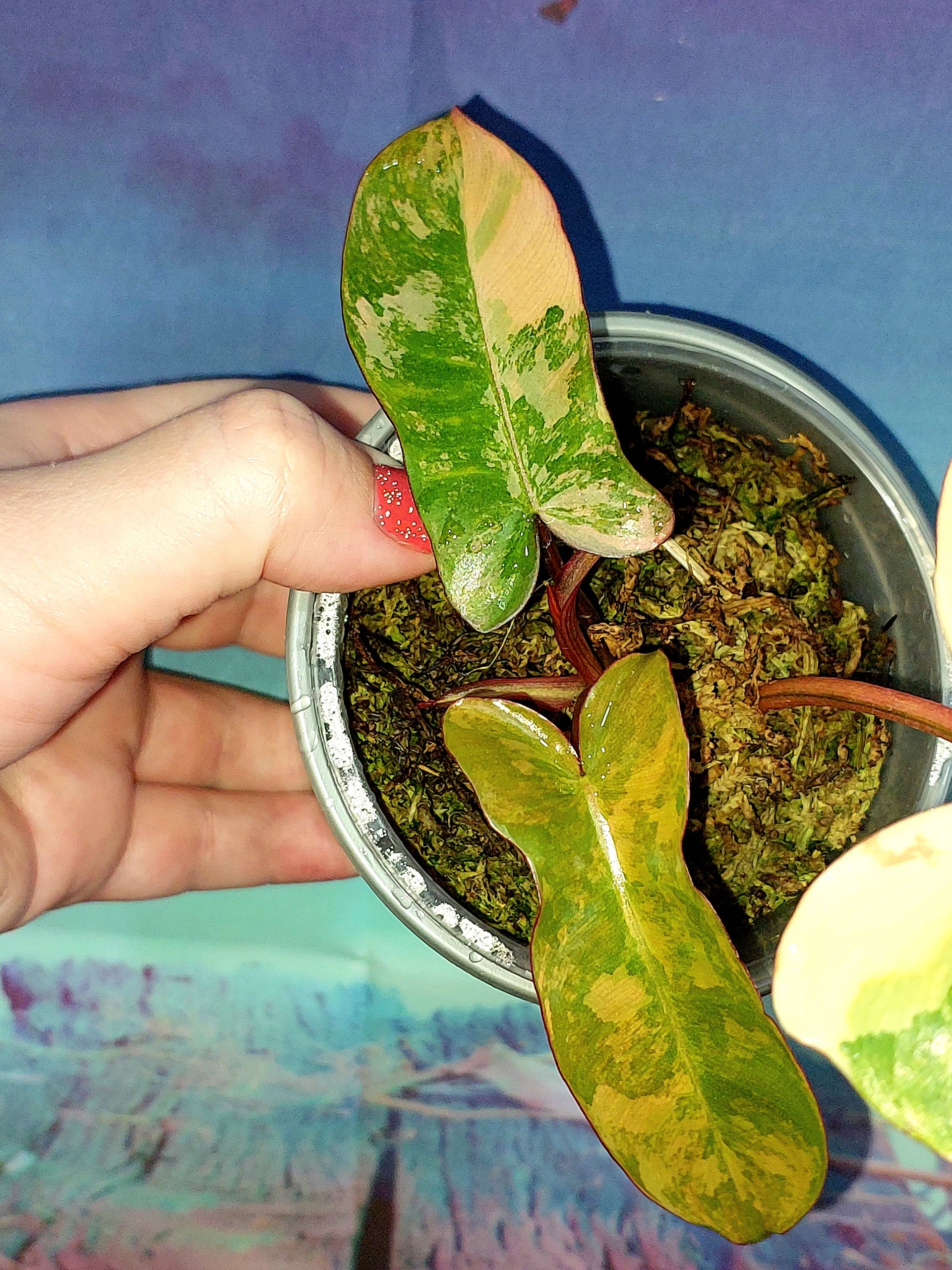 Philodendron Brown Beauty