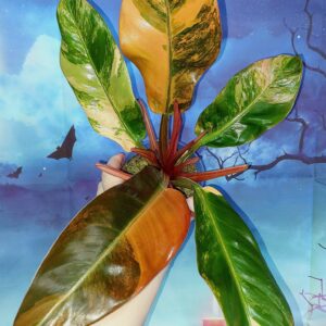 Philodendron Imperial Red Variegated