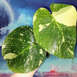 Monstera Thai Constellation