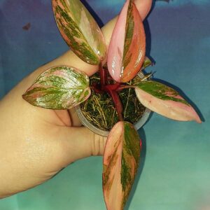 Philodendron Princess of Fire