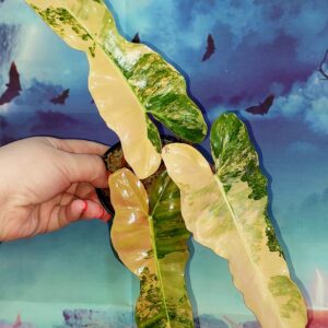 Philodendron Brown Beauty