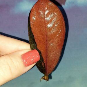 Zamioculcas Black Pink