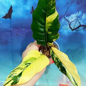 Philodendron Caramel Marble