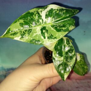 Alocasia Pink Dragon Alba Variegated