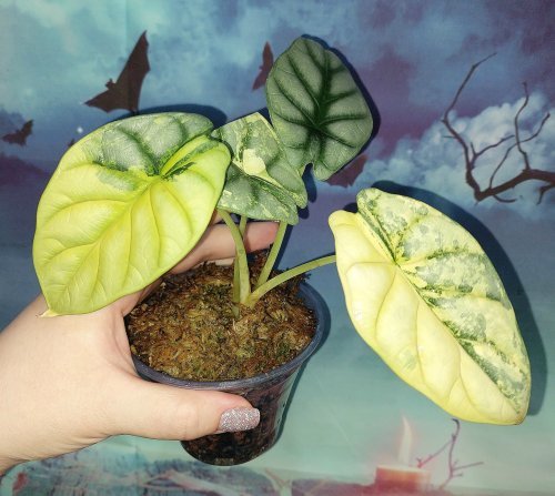 Alocasia Silver Dragon Aurea