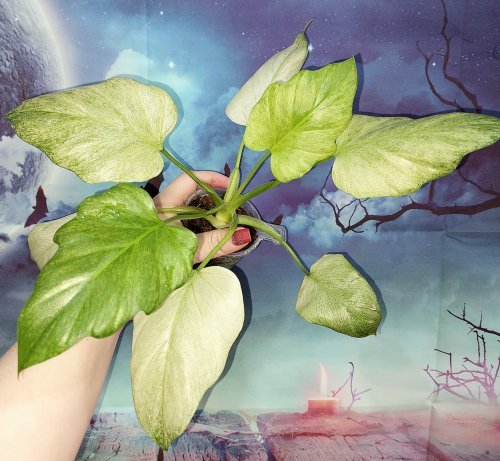 Philodendron Warszewiczii Mint