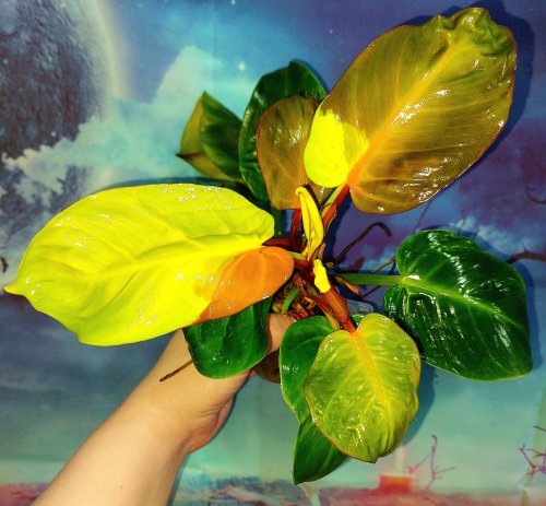 Philodendron Imperial Yellow Flame