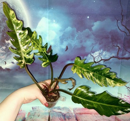 Philodendron Caramel Marble