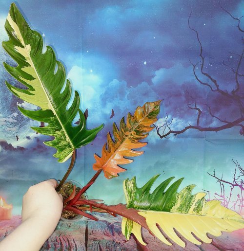 Philodendron Caramel Marble