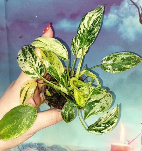 Philodendron Emerald Queen Marble