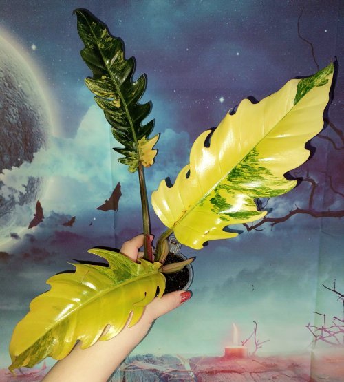 Philodendron Gloriosum Tricolor
