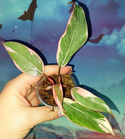 Philodendron Pink Princess Mutation