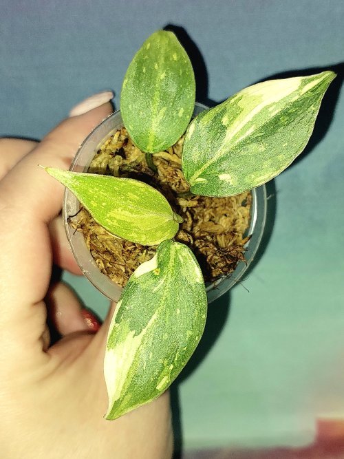 Philodendron Gloriosum Tricolor